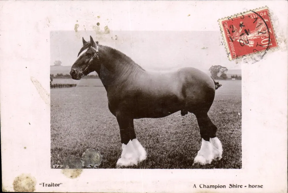 Traitor — ein Champion-Shire-Pferd — Verlag Davidson Bros. & New York - Vorderseite