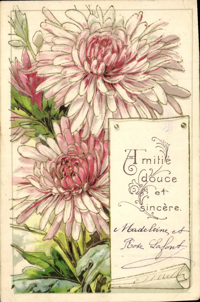 Chrysanthèmes — illustration colorée — éditeur non visible - Frente