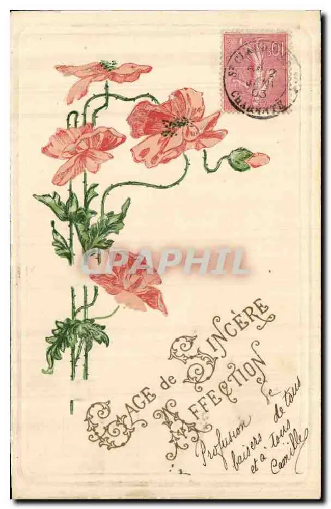Flores de papoula — Carta postal francesa — editor não visível - Frente
