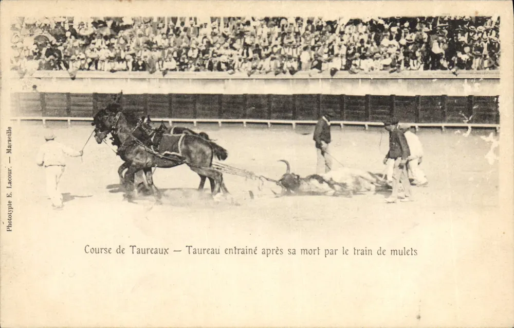 Stierkampf — Stier, der nach dem Tod von einem Maultierzug gezogen wird — Phototypie E. Lacour — Marseille - Vorderseite