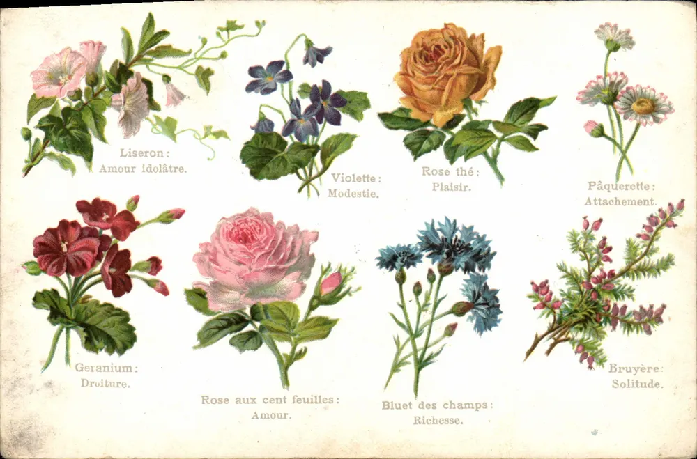 Flores e seus significados — Editor Paris-Série 25 - Frente