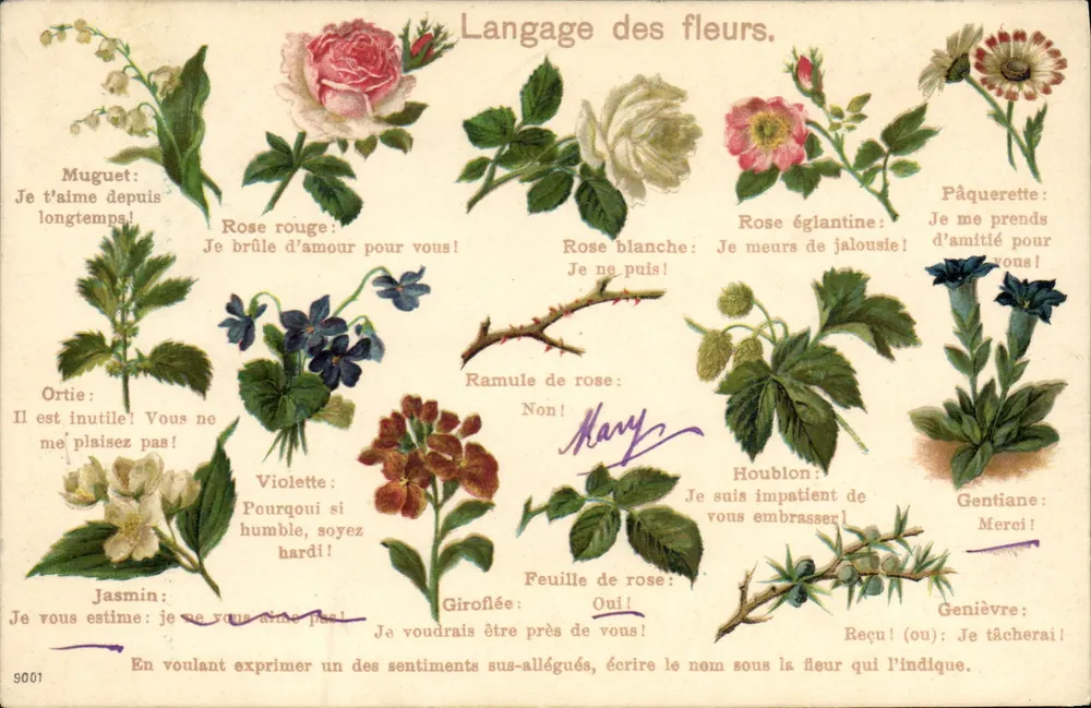 Linguagem das flores — Carta postal ilustrada — Editor desconhecido, n° 9001 - Frente