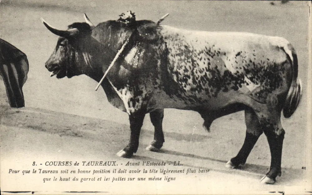 Cursos de touros - Antes da Estocada - LL - Frente