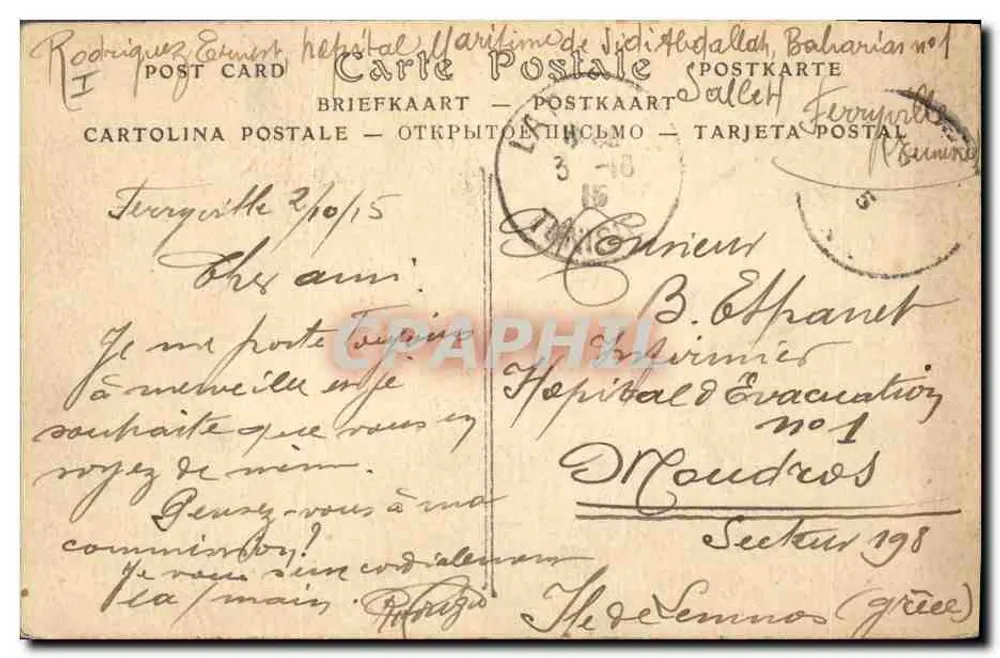 Dattelpalmen, die ihre Datteln trägen — Süd Algerien — ND. Fotografie — n° 529 τ - Rückseite