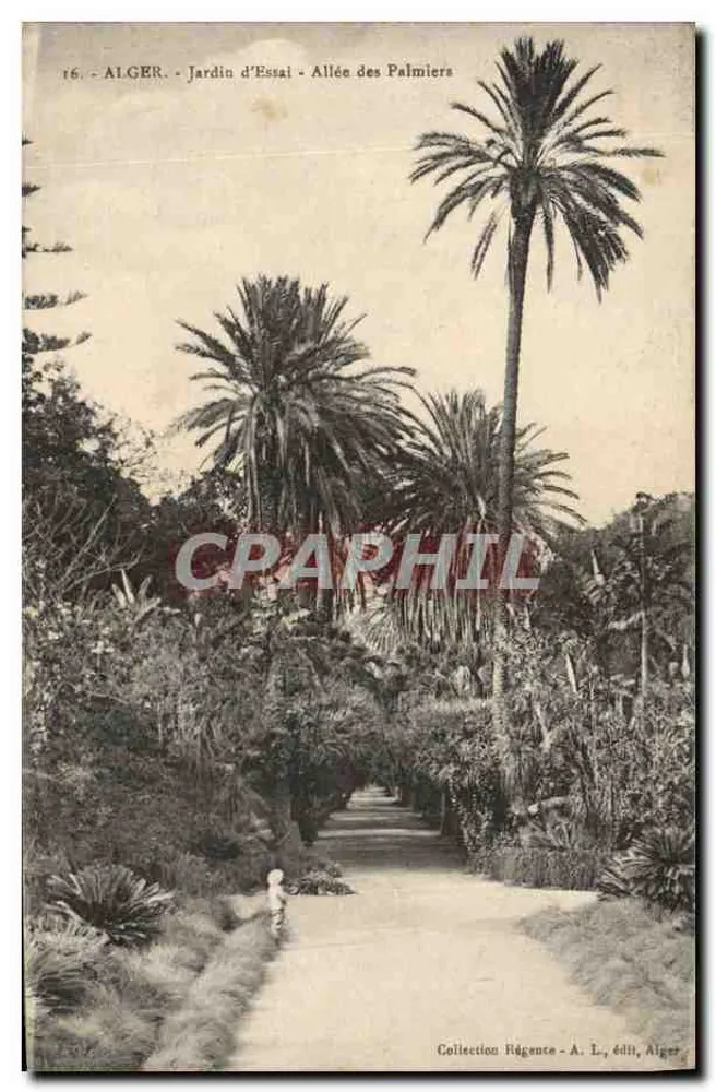 Algerien - Versuchsgarten - Palmengasse — Sammlung Hégence, Verlag A. L., Algier - Vorderseite
