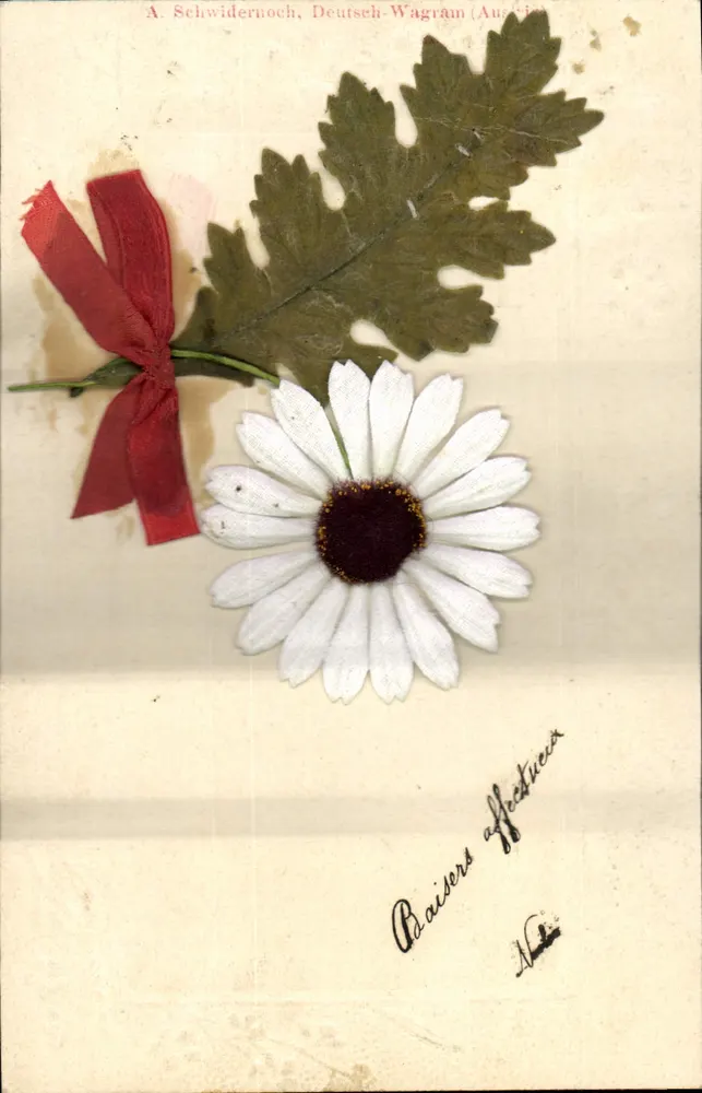 Fleur blanche et feuille d'chêne — A. Schwidernoch, Deutsch-Wagram (Autriche) — éditeur non visible - Frente