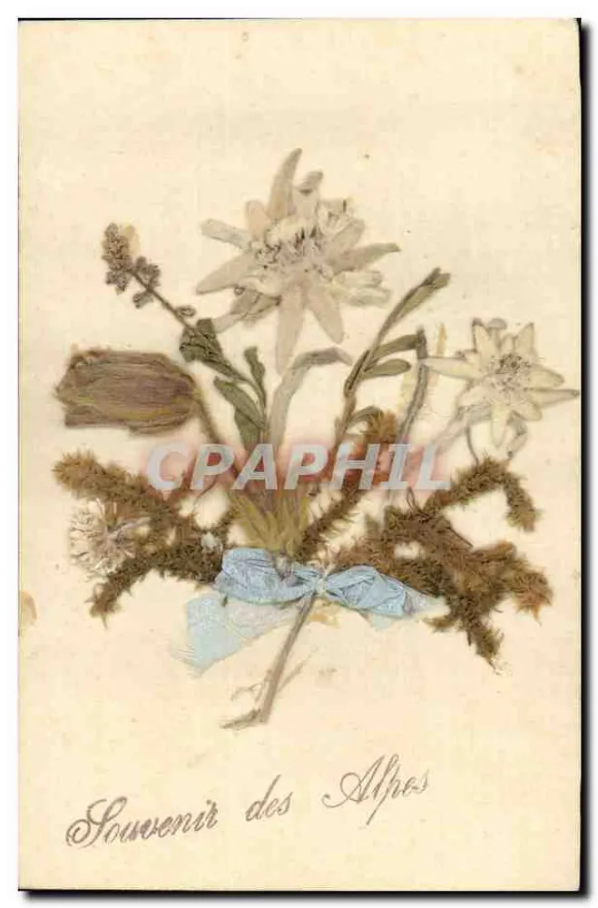 Arranjo de flores secas — Lembrete das Alpes - Frente