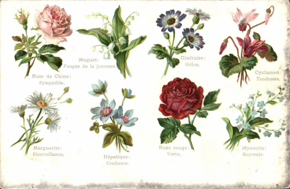 Flores e seus símbolos — editor não visível, número de série não visível - Frente
