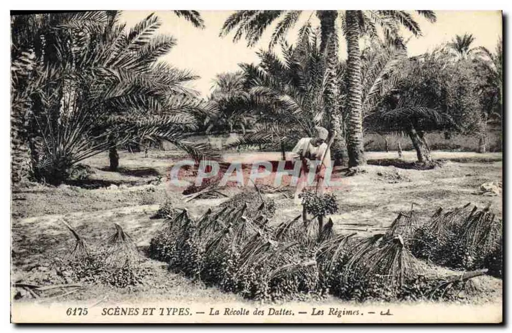 Die Dattelernte — Die Plantagen — SCÈNES ET TYPES n°6175 - Vorderseite