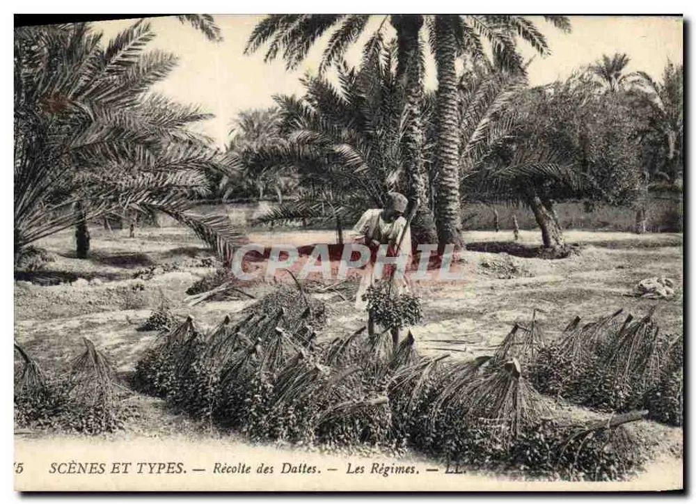 Dattelernte — Die Datteln — LL. — SCÈNES ET TYPES — n°5 - Vorderseite