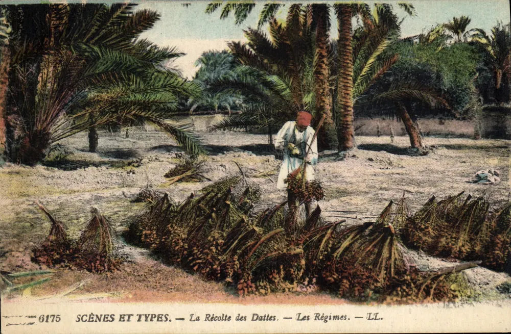 Die Dattelernte — Die Plantagen — LL. — Szenen und Typen. — Nr. 6175 - Vorderseite
