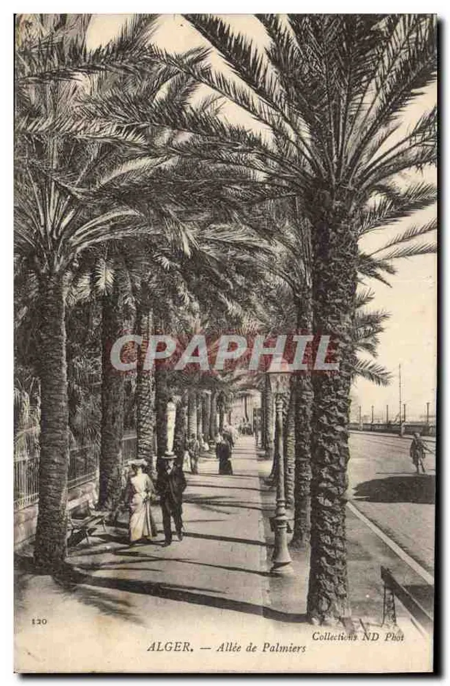 ALGER — Allée der Palmen — Sammlung ND Phot - Vorderseite