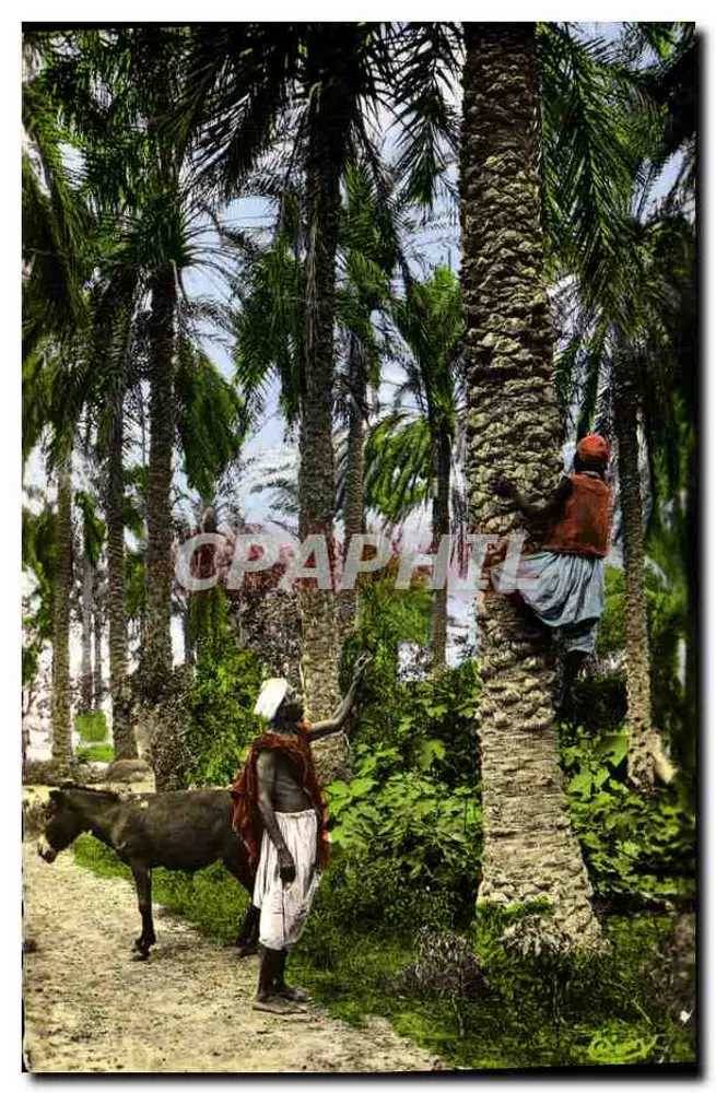 Aan de palmbomen — Artistieke collectie « L'Afrika » nr. 910 — Cliché R. Prouha - Voorkant