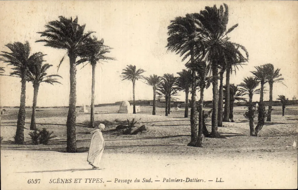 Südländisches Landschaftsbild — Dattelpalmen — LL. — SCÈNES ET TYPES — n°6537 - Vorderseite
