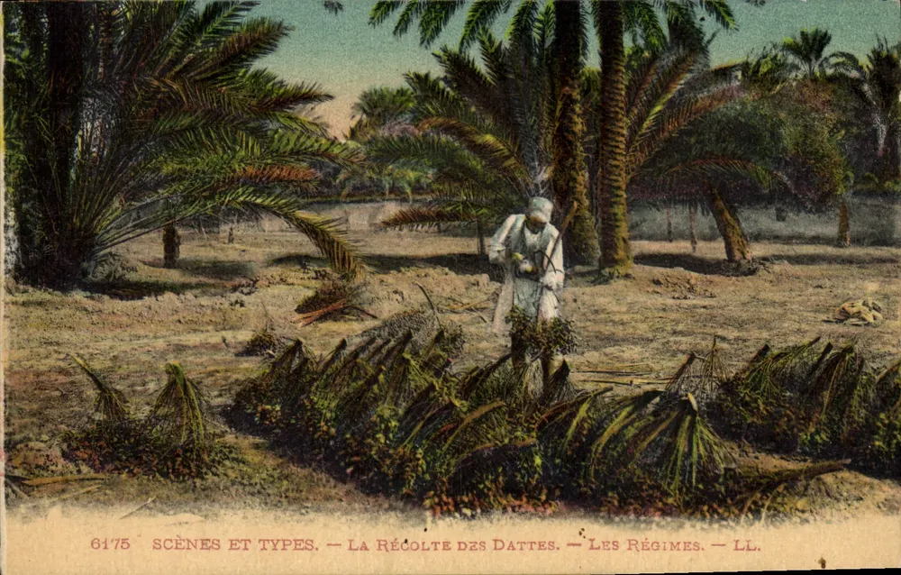 Dattelernte — Szenen und Typen — LL. — Nr. 6175 - Vorderseite