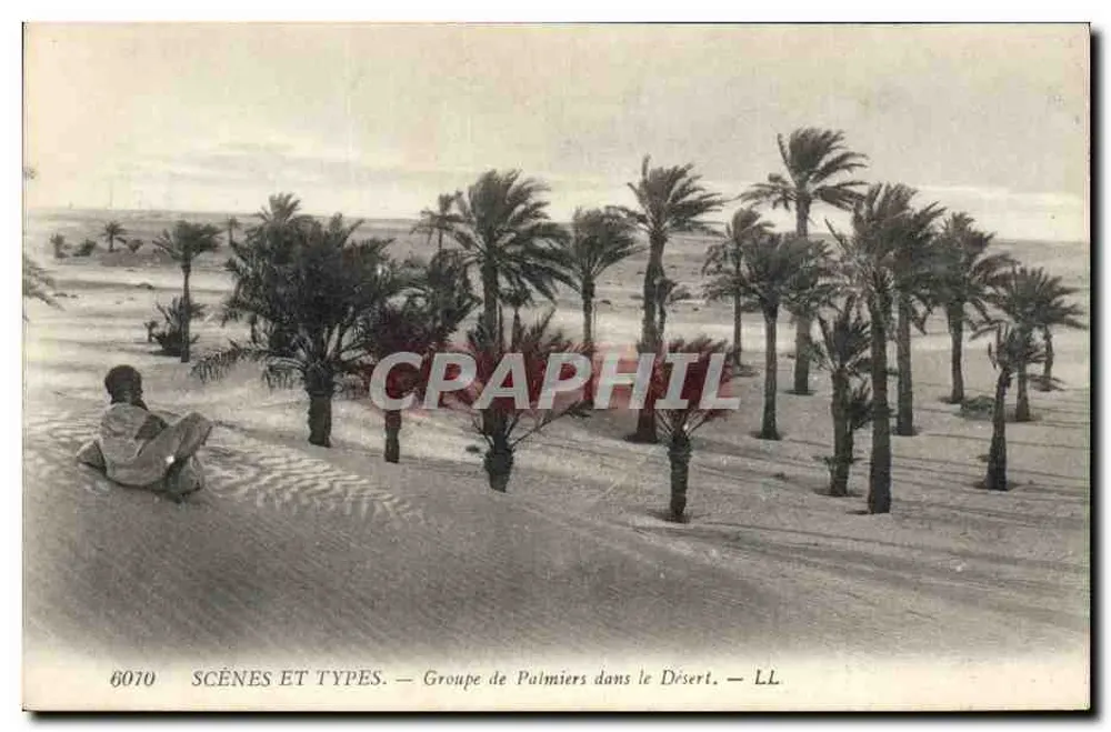 Gruppe von Palmen in der Wüste — SCÈNES ET TYPES — LL — n° 6010 - Vorderseite