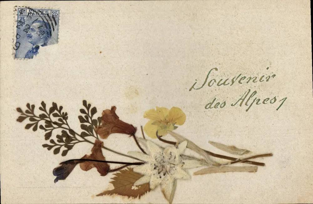 Lembrança das Alpes — flores secas — editor desconhecido, número de série não visível - Frente
