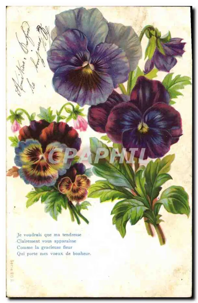 Flores de pensamentos — Série 80 — G. B. Paris - Frente