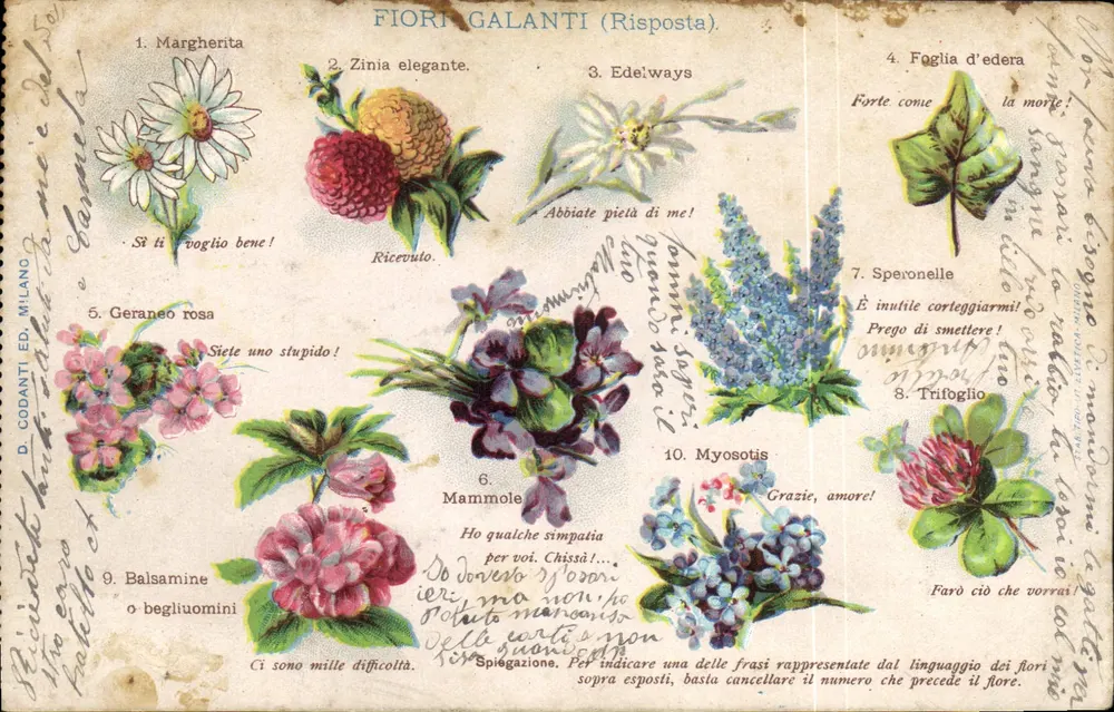 Fiori Galanti (Risposta) — D. Codanti Ed. Milano — n°11 - 앞면