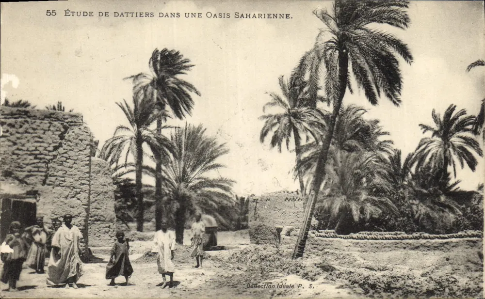 Studie von Dattelpalmen in einer saharaischen Oase — Ideal Collection P. S. n°55 - Vorderseite