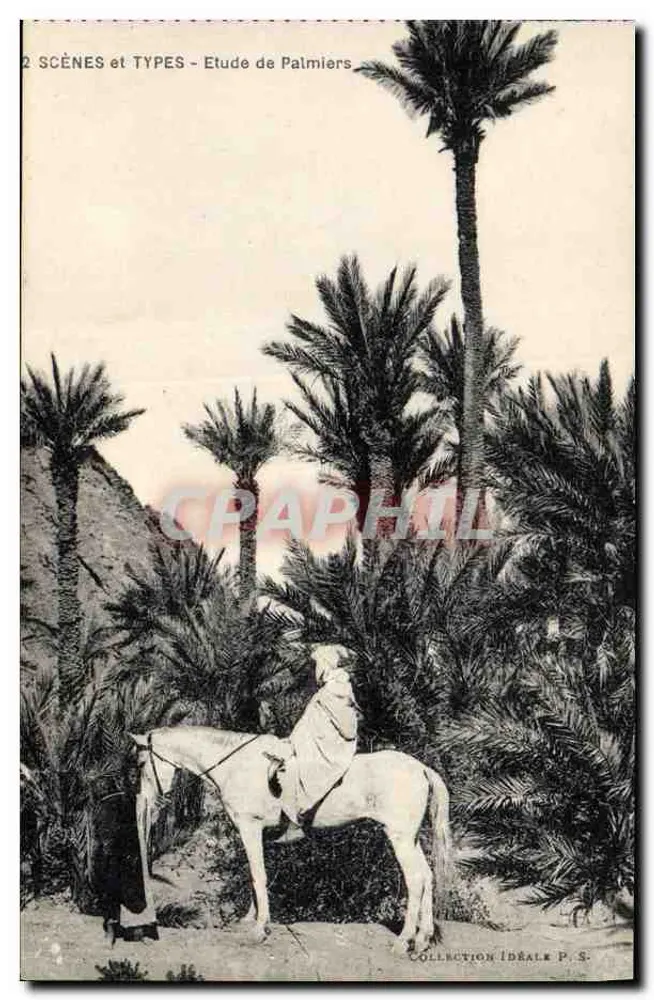 पैल्मियर का अध्ययन — आदर्श संग्रह P. S. — श्रृंखला 2 दृश्य और प्रकार - आगे
