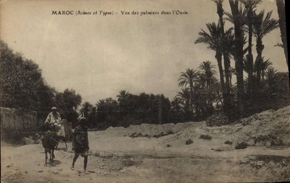 MAROC (Scènes et Types) - Ansicht der Palmen in der Oase - Vorderseite