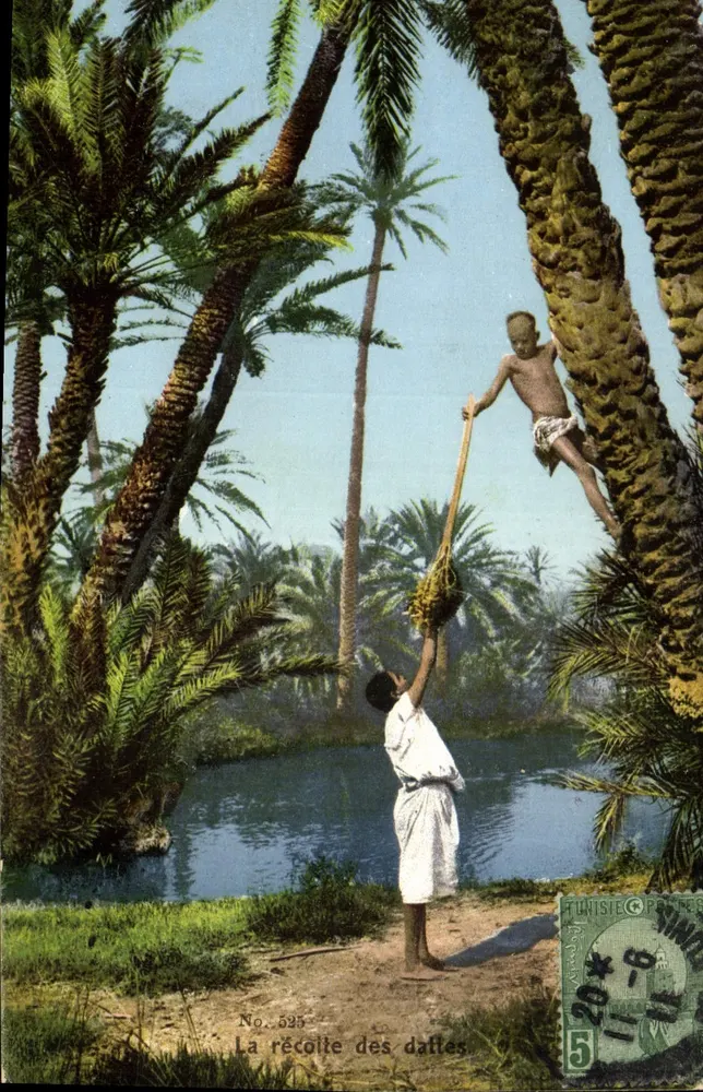 Dattelernte — Tunesien — TUNISTE POSTE — Nr. 525 - Vorderseite