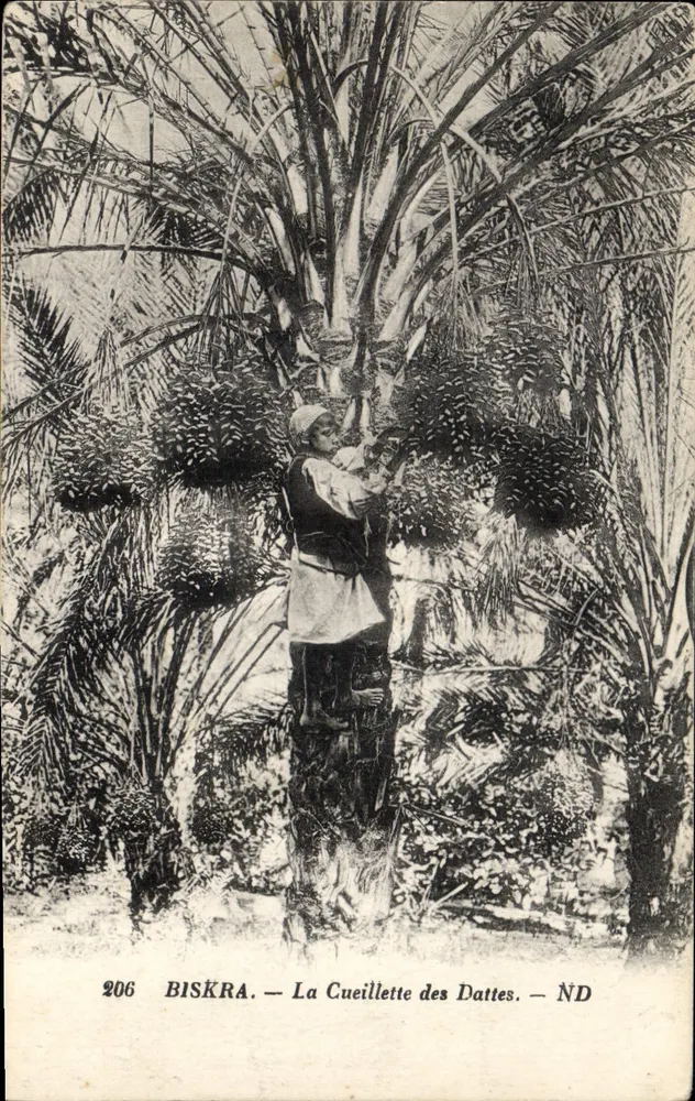 Biskra — La Cueillette des Dattes — éditeur non identifié, n° 206 - Vorderseite