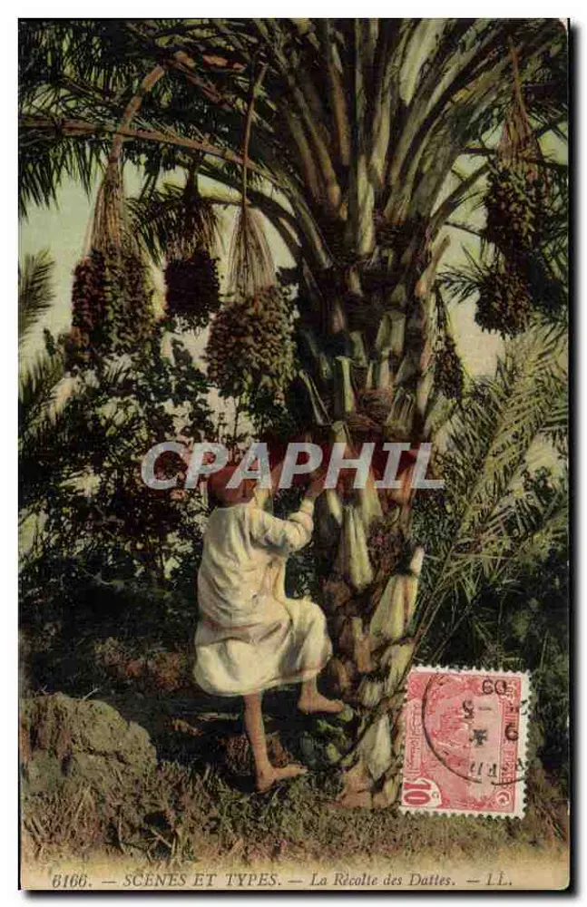 Dattelernte — SCÈNES ET TYPES — 6166 — I.L. - Vorderseite