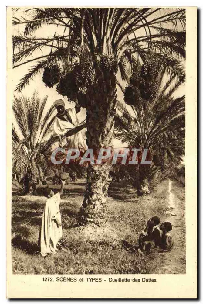 Dattelernte — SCÈNES et TYPES — Nr. 1272 — Compagnie Alsacienne des Arts Photogéniques - Vorderseite
