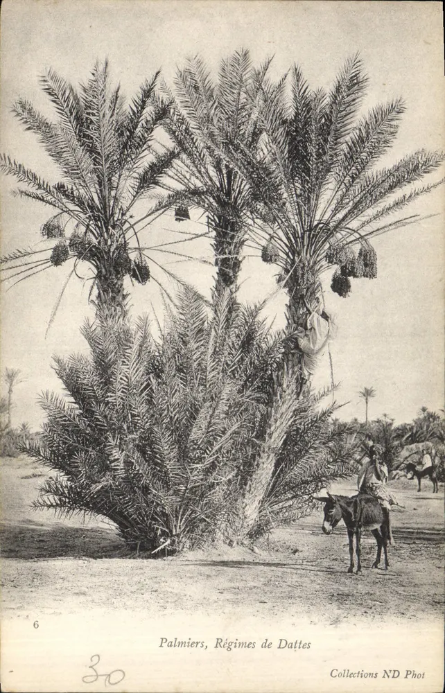 Palmeras de dátiles, Plantaciones de dátiles — Collections ND Phot, n°6 - Anverso