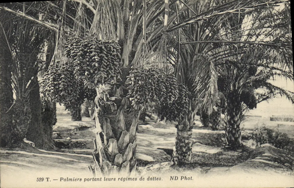 Dattelpalmen, die ihre Datteln tragen — ND Phot. — n° 529 T - Vorderseite