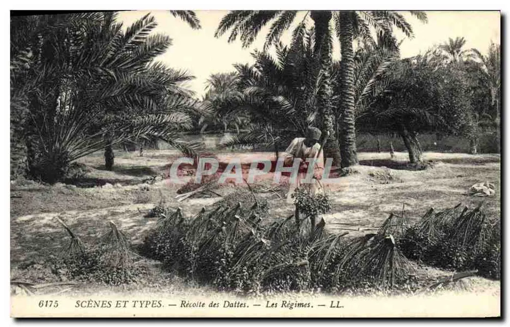 Dattenernte — Die Plantagen — LL. — SCENES AND TYPES. — N° 6175 - Vorderseite
