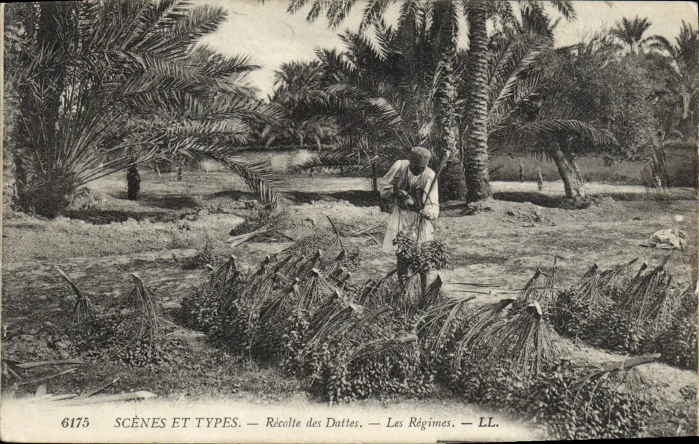 Dattelernte — Die Plantagen — LL. — SCÈNES ET TYPES — n°6175 - Vorderseite