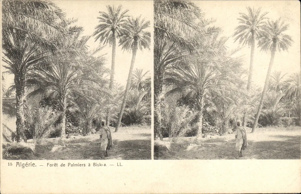 Algerien — Palmenwald in Biskra — LL - Vorderseite