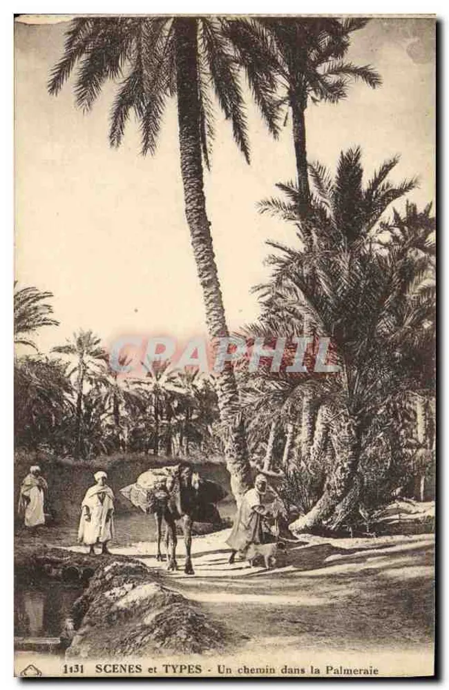 Ein Weg in der Palmenhain — SCENES et TYPES — n°1131 - Vorderseite