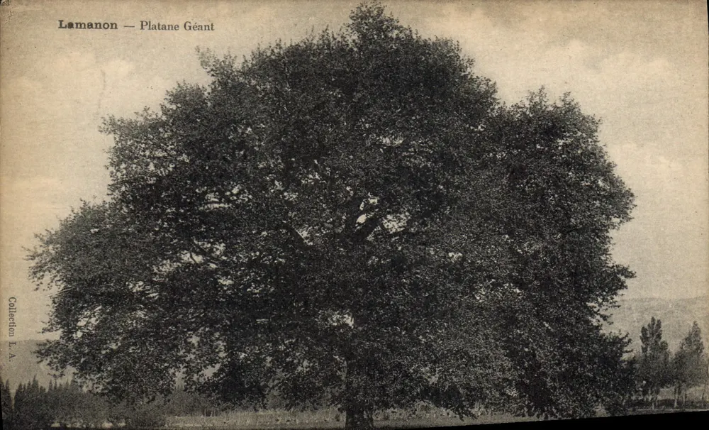 Lamanon — Pau-Mestre — Coleção L.A. - Frente