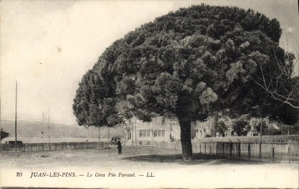 Juan-les-Pins — Der große Schirmkiefer — LL. — N°20 - Vorderseite