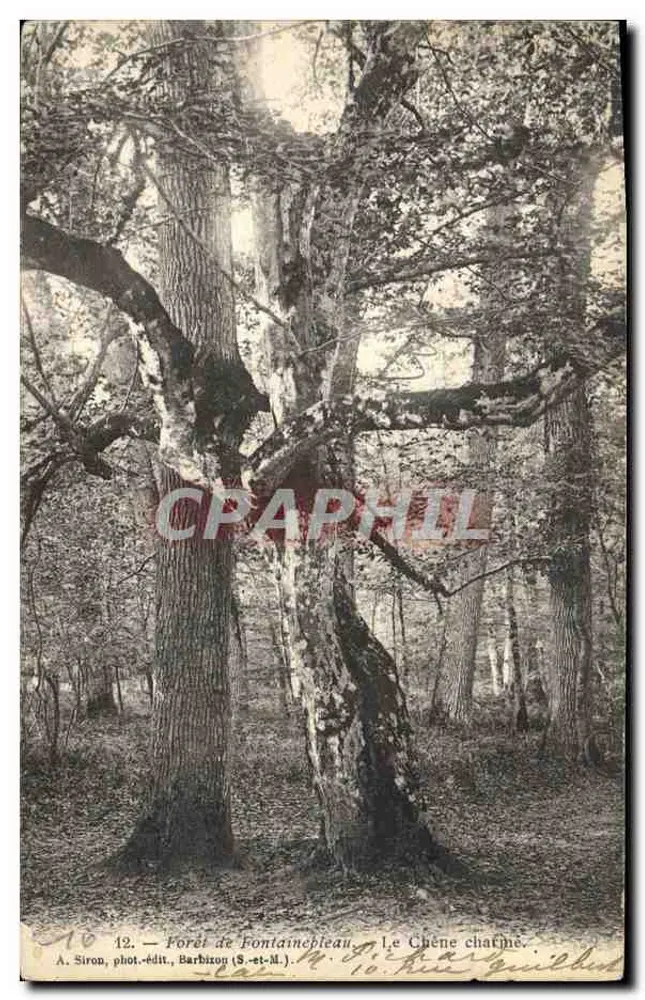 Forêt de Fontainebleau — Der Charme-Buche — A. Siron, Fotograf-Verleger, Barbizon (S.-et-M.) - Vorderseite