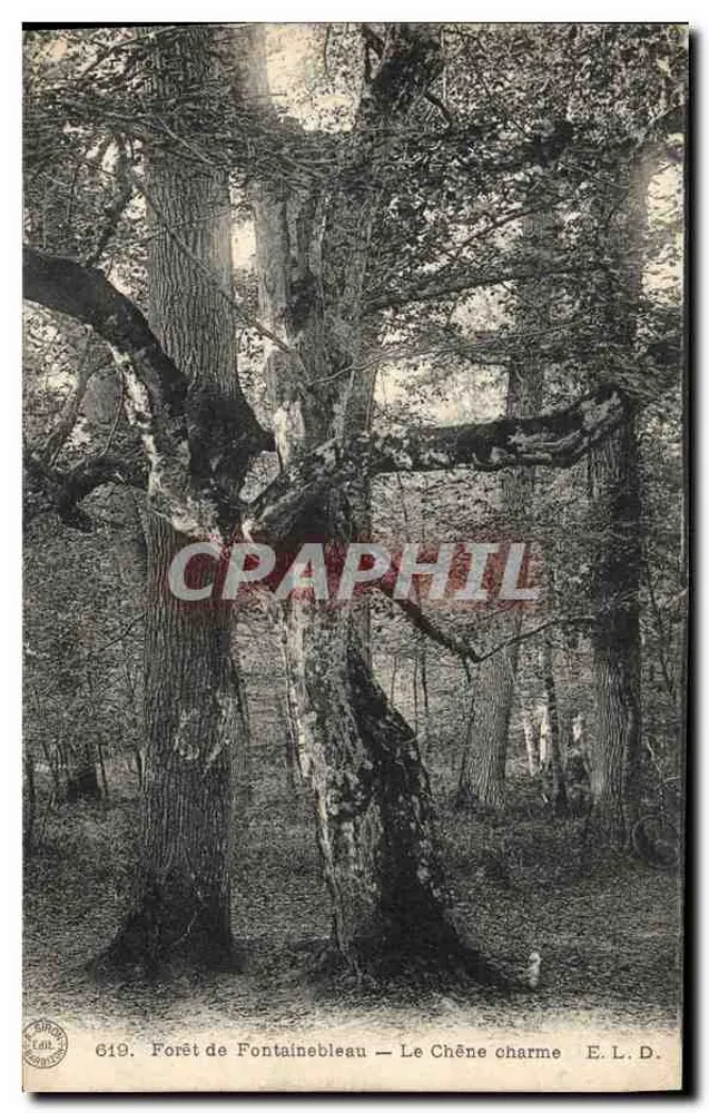 Forêt de Fontainebleau — Le Chêne charme — E.L.D. n°619 - Vorderseite