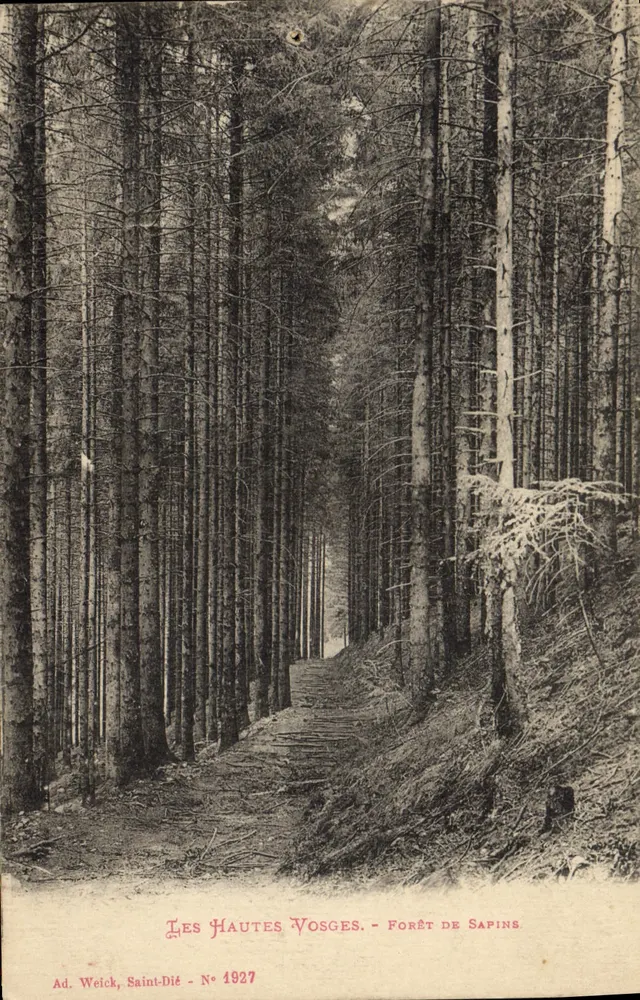As Altas Vosges — Floresta de Pinheiros — Ad. Weick, Saint-Dié - N° 1927 - Frente