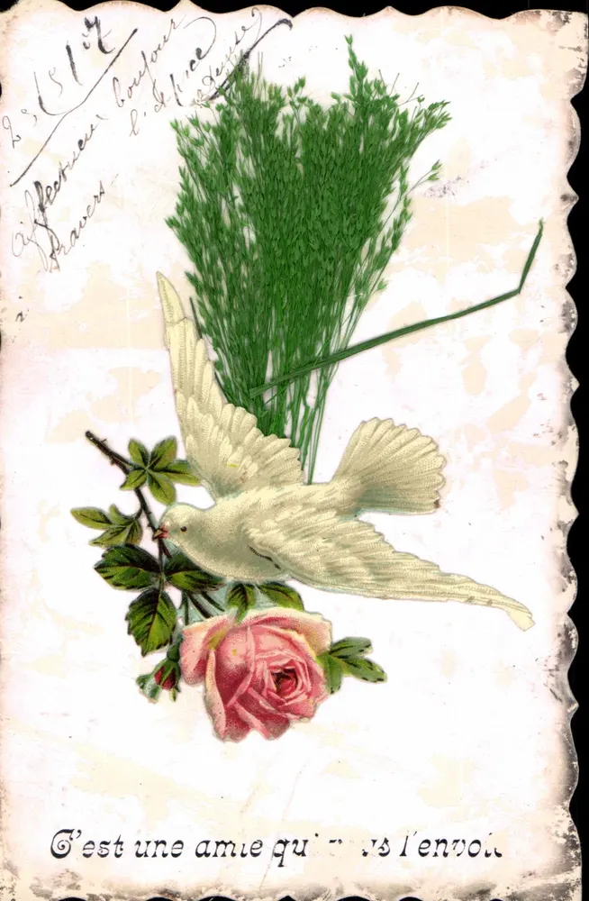 Colombes — oiseau blanc et rose — éditeur imprimeur non visible - Frente