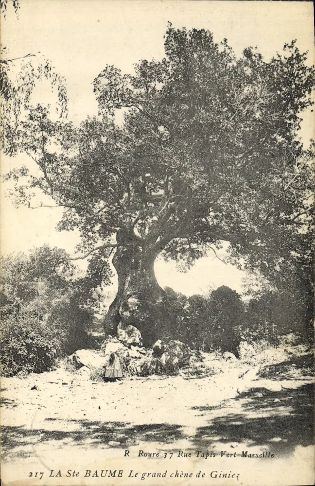 Der große Eichenbaum von Giniez — Marseille — R. Roure, 37 Rue Tapis Vert - Vorderseite