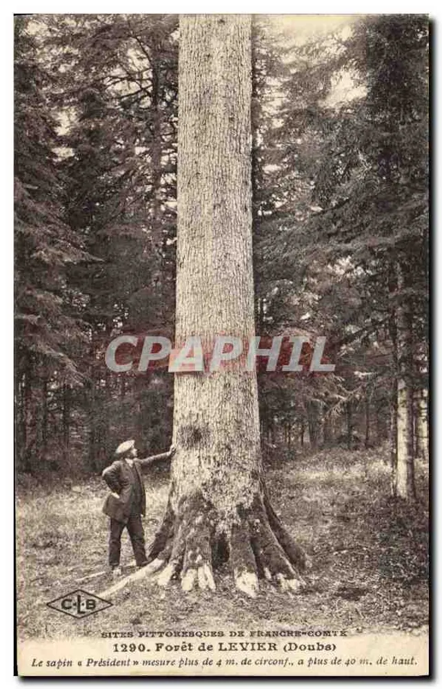 Pinheiro « Presidente » — Floresta de Leyvier (Doubs) — C.L.B. - Frente