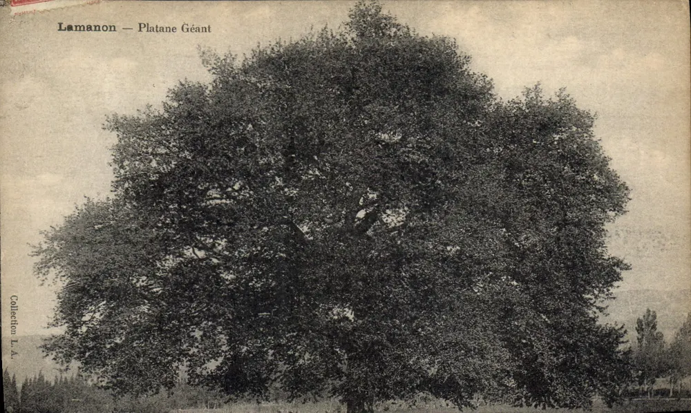 Lamanon — Platane Géant — Collection L.A. - Frente