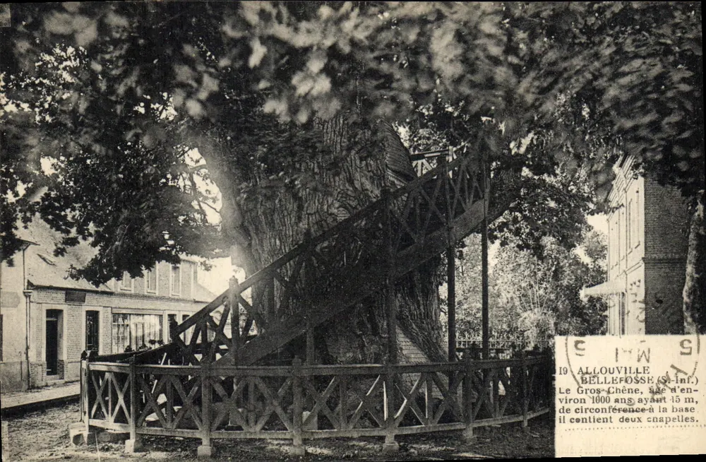 Allouville-Bellefosse — Der große Eichenbaum, etwa 1000 Jahre alt, Umfang von 15 m, mit zwei Kapellen an der Basis — E. Douillet, Caudébec-en-Caux - Vorderseite