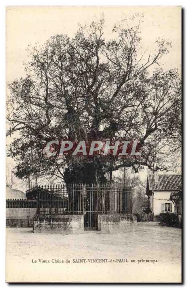 Der alte Eichenbaum von SAINT-VINCENT-de-PAUL im Frühling - Vorderseite