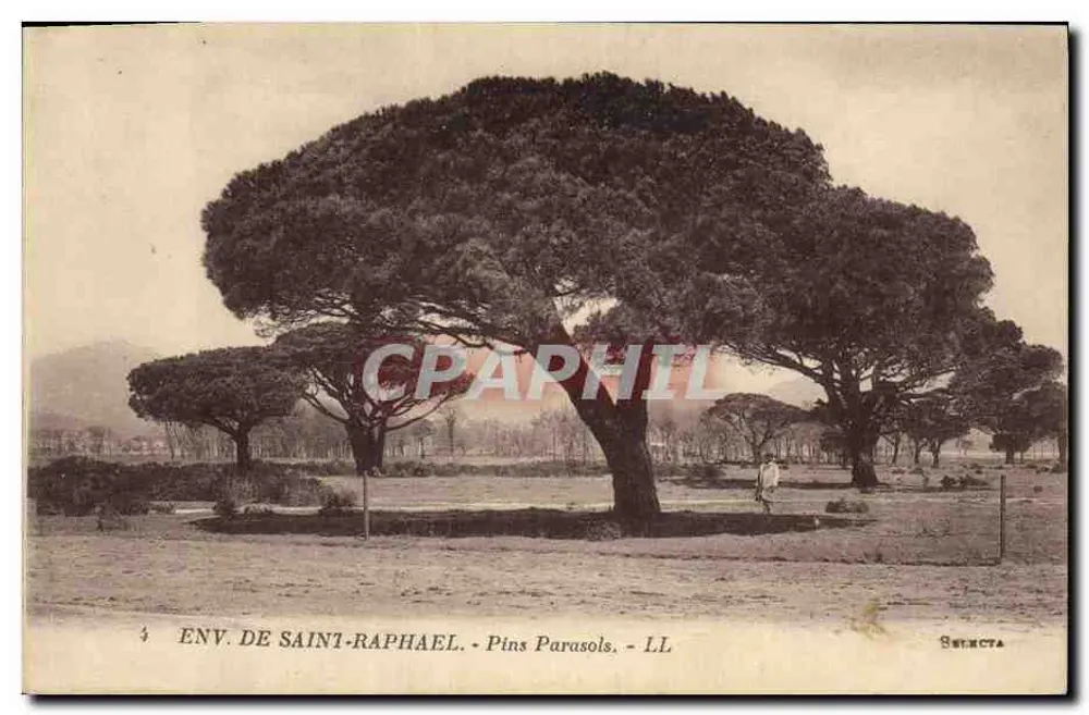 Omgeving van Saint-Raphaël — Kersenhout — Selencta - Voorkant