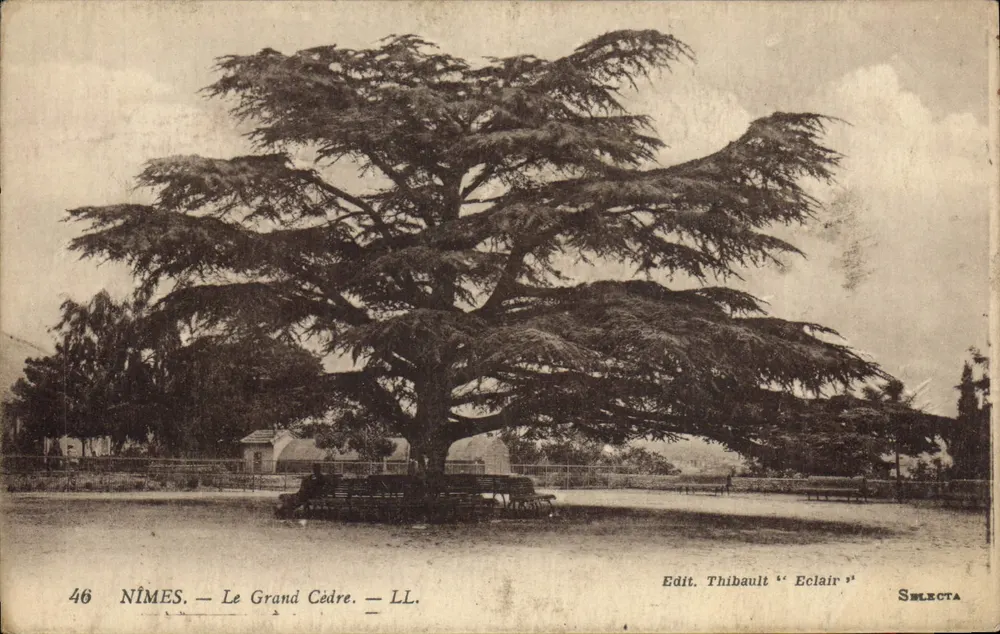 Nîmes — Het Grote Cipres — Edit. Thibault 'Eclair' — SÉLECTA - Voorkant