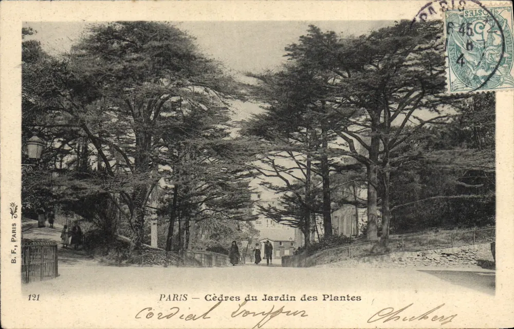 PARIS — Zedern im Jardin des Plantes — B.F. Paris, Nr. 121 - Vorderseite